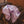 Load image into Gallery viewer, Cherry blossom in Lavendar